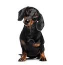 dachshund image