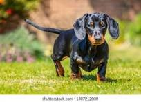 dachshund image