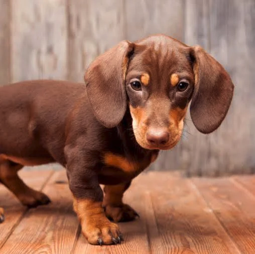 dachshund image