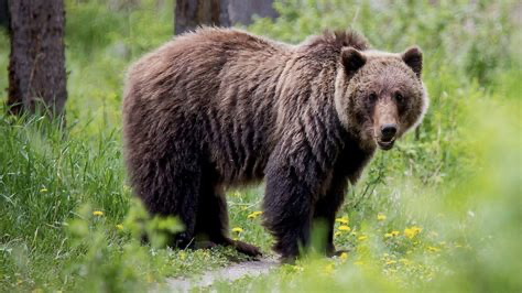 bear image